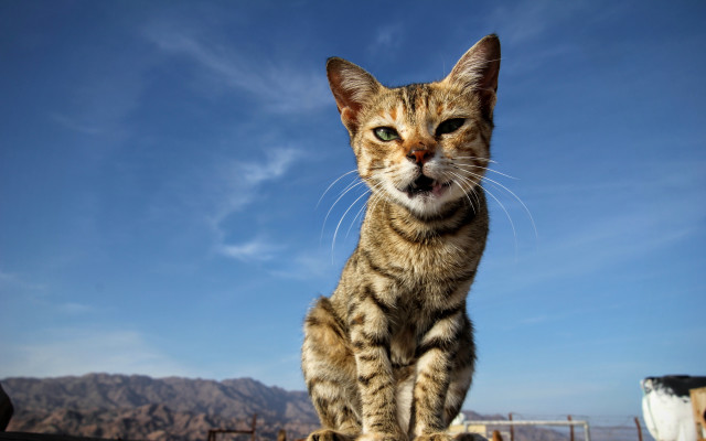 Cat fence cow field tilt free wallpaper for desktop - medium preview image