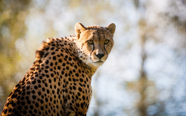 Cheetah tree branch looking camera free wallpaper for desktop - medium preview image