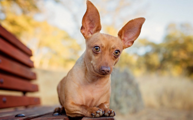 Sad dog bench outdoors blurry free wallpaper for desktop - medium preview image