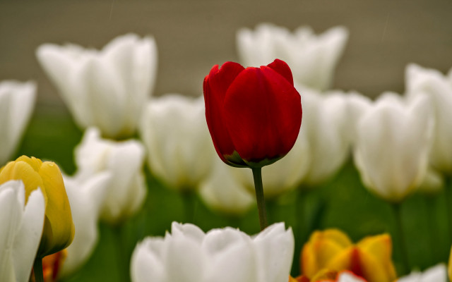 Red tulip field bokeh blurry free wallpaper for desktop - medium preview image