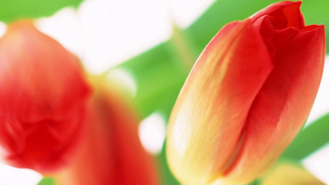 Red flower bokeh macro blurry free wallpaper for desktop - medium preview image