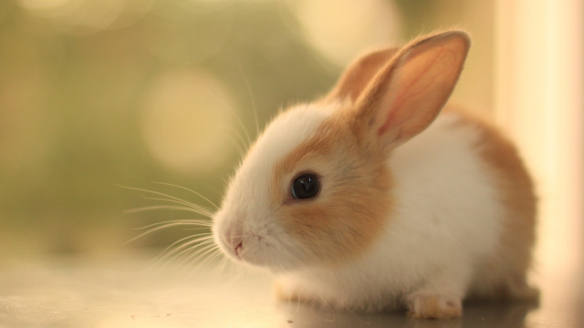 Small rabbit table camera microscopic free wallpaper for desktop - medium preview image