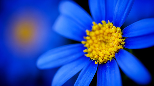 Blue flower yellow center macro #7 free wallpaper for desktop - medium preview image