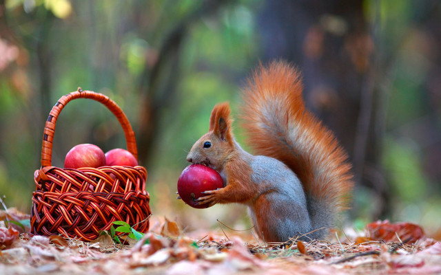 Squirrel apple basket woods autumn free wallpaper for desktop - medium preview image