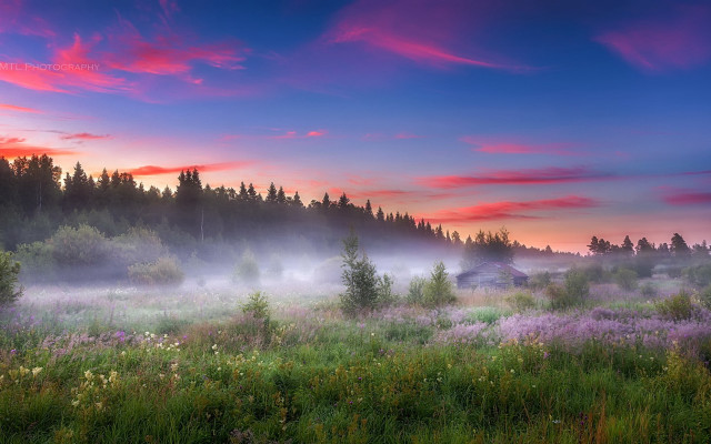 Magical landscape forest pink sky free wallpaper for desktop - medium preview image