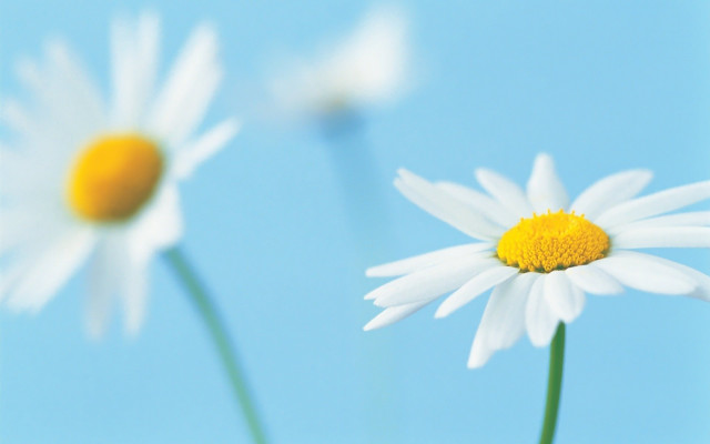 Three daisies vase blue sky free wallpaper for desktop - medium preview image