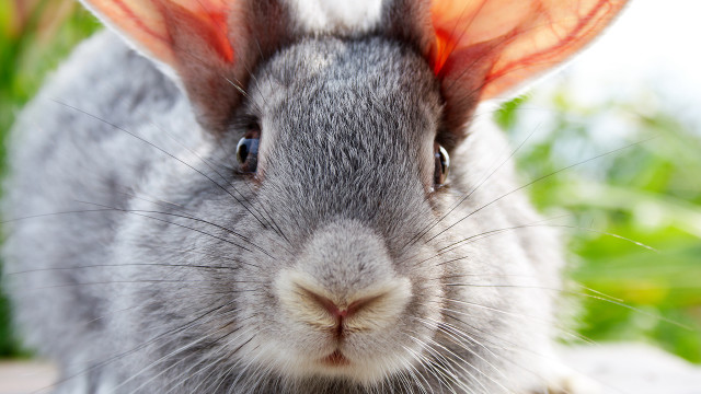 Rabbit orange ear closeup blurry free wallpaper for desktop - medium preview image