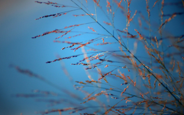Plant blue sky clouds closeup free wallpaper for desktop - medium preview image