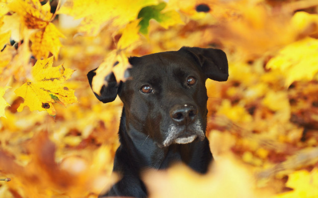 Black dog autumn leaves battle free wallpaper for desktop - medium preview image
