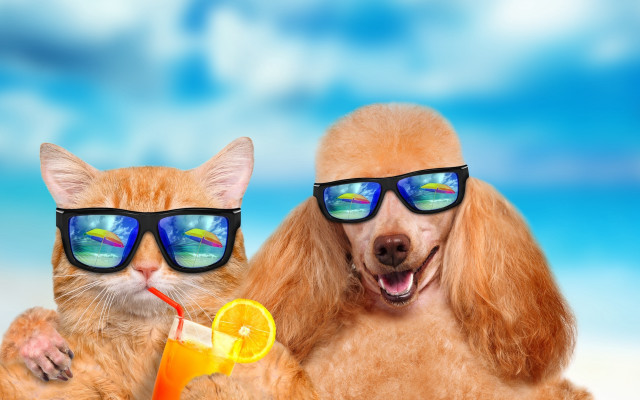 Dog cat sunglasses orangejuice beach free wallpaper for desktop - medium preview image