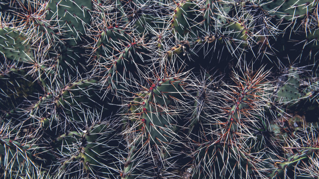 Cactus closeup needles green background free wallpaper for desktop - medium preview image