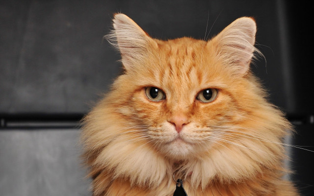 Cat tie serious regal animal free wallpaper for desktop - medium preview image