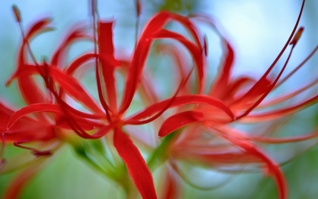 Red flower blurry background macro free wallpaper for desktop - medium preview image