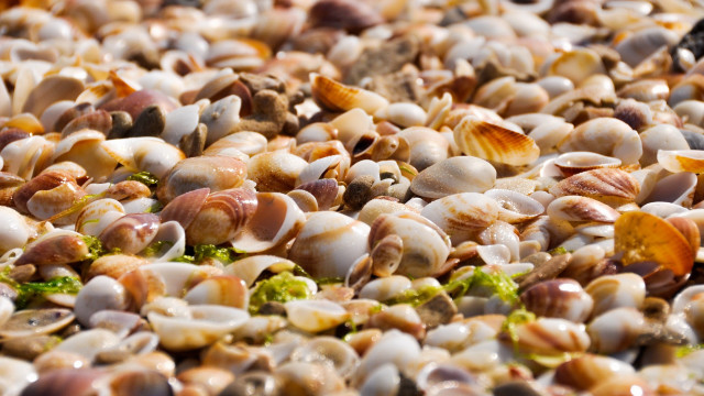 Shells broccoli beach ecological art free wallpaper for desktop - medium preview image