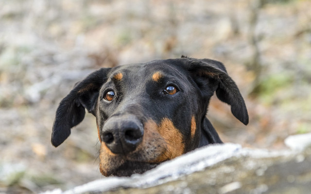 Dog brown ears over wall free wallpaper for desktop - medium preview image