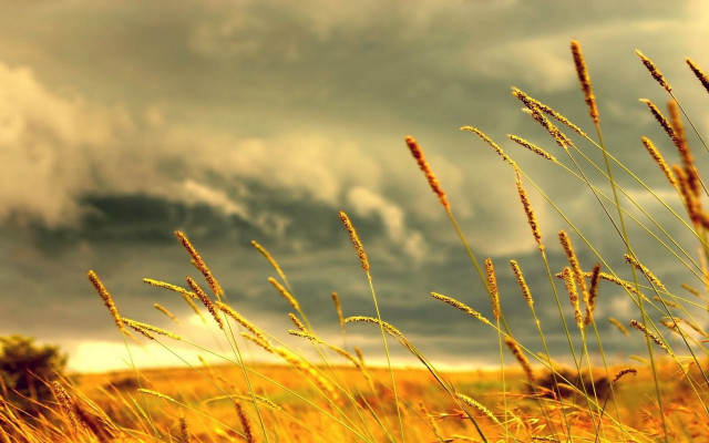 Field tallgrass cloudy sky dusk free wallpaper for desktop - medium preview image