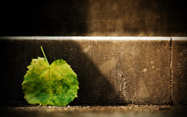Leaf wall shadow night sky free wallpaper for desktop - medium preview image