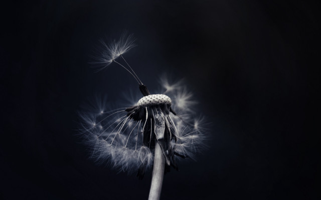 Dandelion black white background macro free wallpaper for desktop - medium preview image