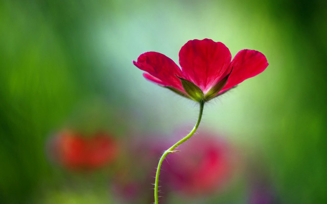 Red flower macro blurry background #4 free wallpaper for desktop - medium preview image