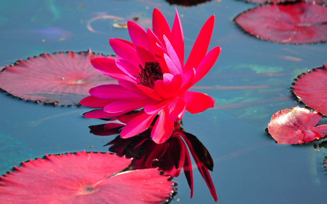 Pink flower floating water lilies free wallpaper for desktop - medium preview image