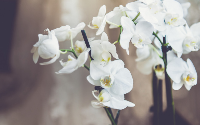 White flowers vase still life free wallpaper for desktop - medium preview image