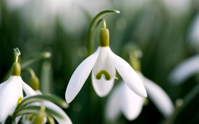 White flower green stems blurry free wallpaper for desktop - medium preview image