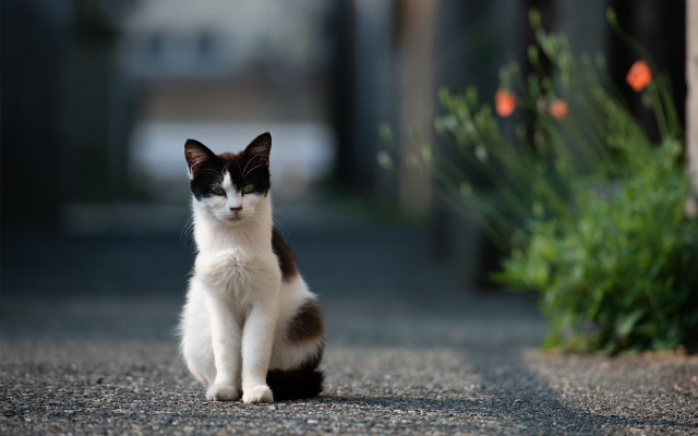 Black white cat road bush free wallpaper for desktop - medium preview image