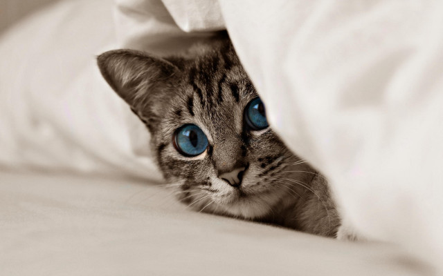 Cat blue eyes peeking under free wallpaper for desktop - medium preview image