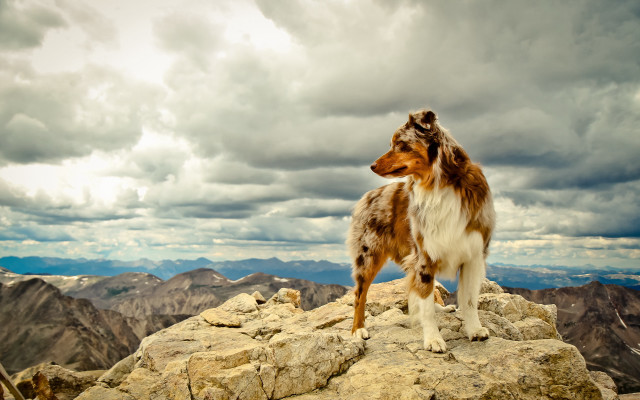 Dog rocks grass mountains cloudy free wallpaper for desktop - medium preview image