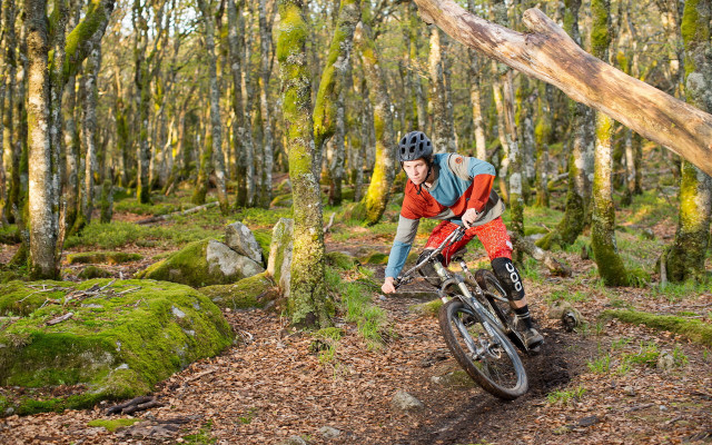 Forest trail bicycle mossy trees free wallpaper for desktop - medium preview image