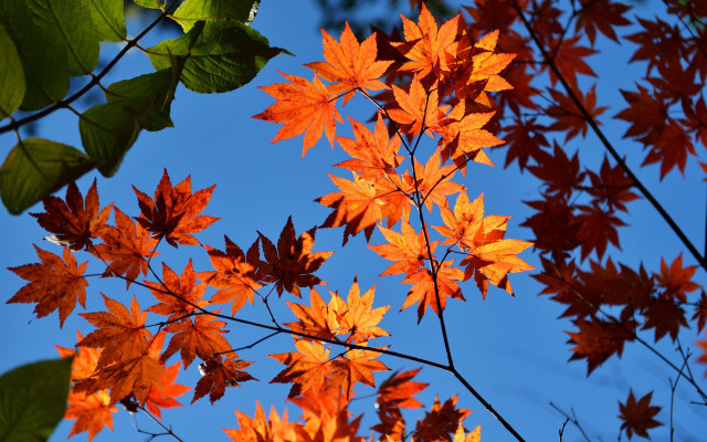 Fall orange leaves blue sky #2 free wallpaper for desktop - medium preview image