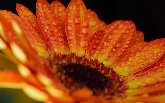 Orange flower water droplets macro free wallpaper for desktop - medium preview image