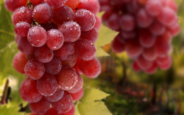 Grapes water droplets vine leaves free wallpaper for desktop - medium preview image