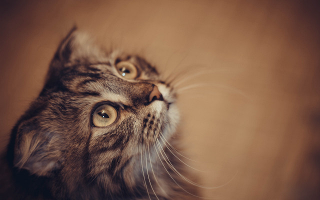 Cat wide eyes brown stripe free wallpaper for desktop - medium preview image