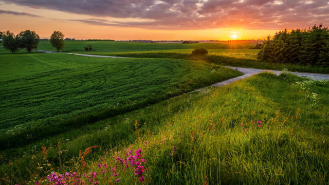 Dirt road flower field sunset free wallpaper for desktop - medium preview image