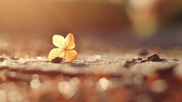 Leaf sunlight blurry background macro free wallpaper for desktop - medium preview image