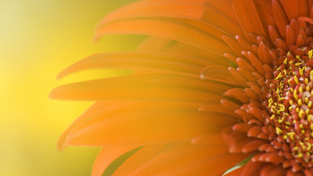 Bright orange flower macro summer free wallpaper for desktop - medium preview image