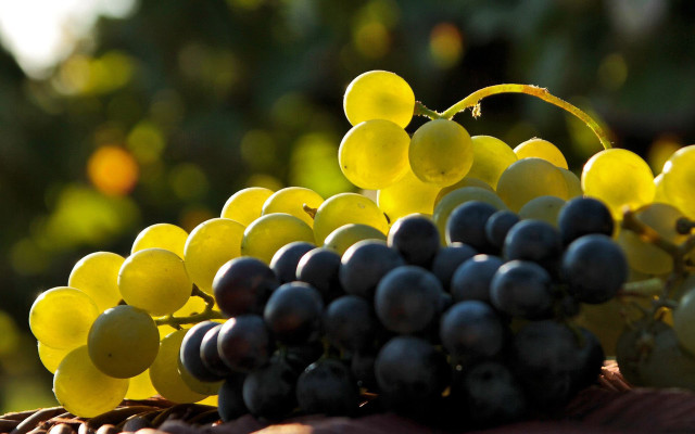 Grapes basket stilllife bokeh synthetism free wallpaper for desktop - medium preview image