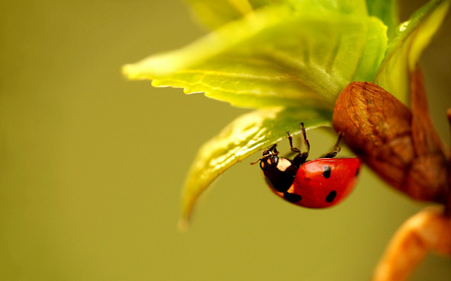 Ladybug green leaf brown bug free wallpaper for desktop - medium preview image