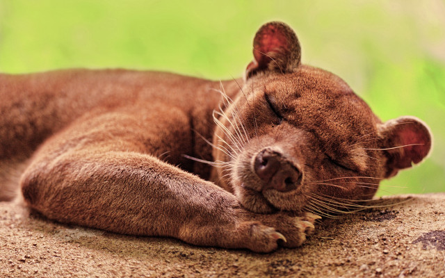 Brown dog sleeping rock green free wallpaper for desktop - medium preview image