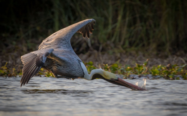 Bird flying fish mouth wings free wallpaper for desktop - medium preview image