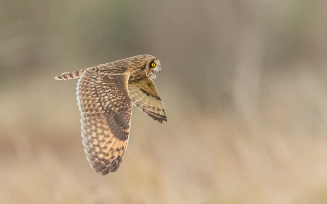 Bird flying wings spread tiltshift free wallpaper for desktop - medium preview image
