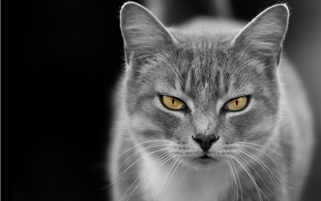 Cat yellow eyes black white #2 free wallpaper for desktop - medium preview image