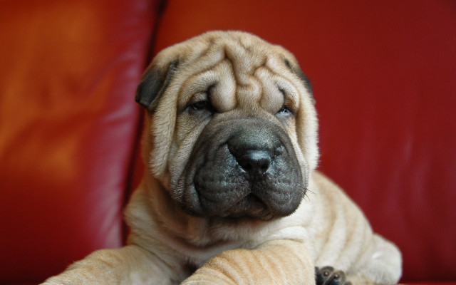 Dog red couch paws arm free wallpaper for desktop - medium preview image