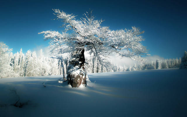 Snow covered tree winter nature free wallpaper for desktop - medium preview image