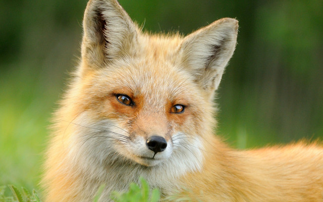 Fox closeup grass background realistic free wallpaper for desktop - medium preview image