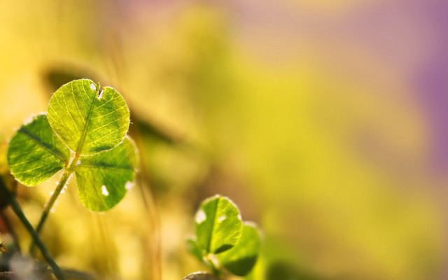 Small green leaf grass macro free wallpaper for desktop - medium preview image