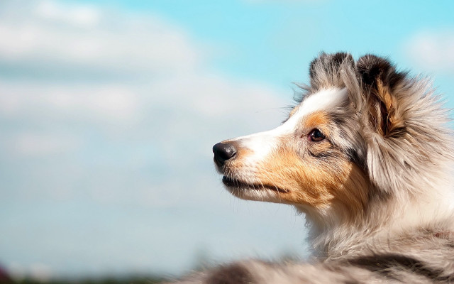 Dog longhair heroic outdoors blue free wallpaper for desktop - medium preview image