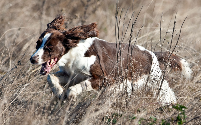 Dog running tall grass open free wallpaper for desktop - medium preview image