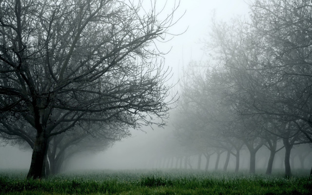 Foggy field trees grass branch free wallpaper for desktop - medium preview image